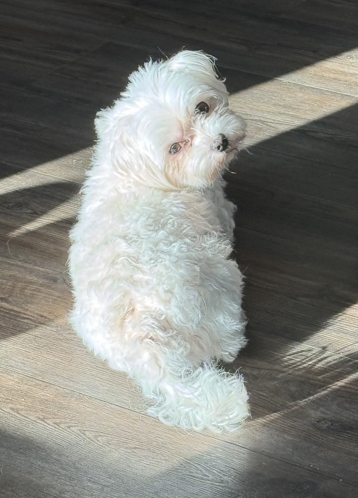 Maltese - Magner
