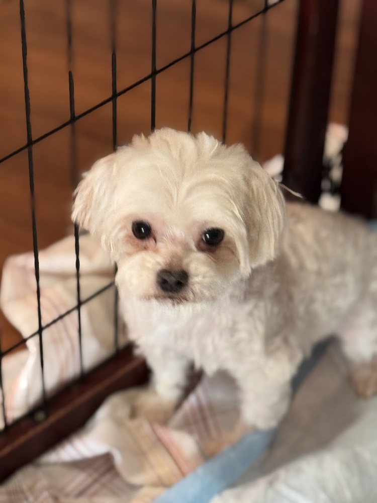 Maltese - Magner