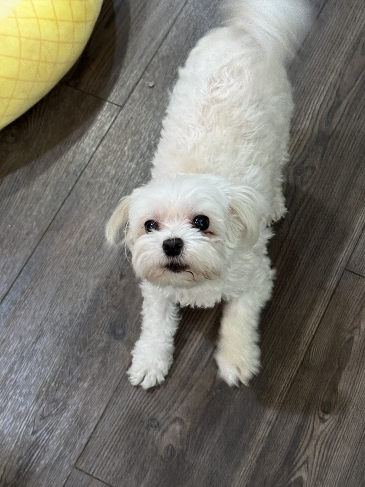 Maltese - Magner