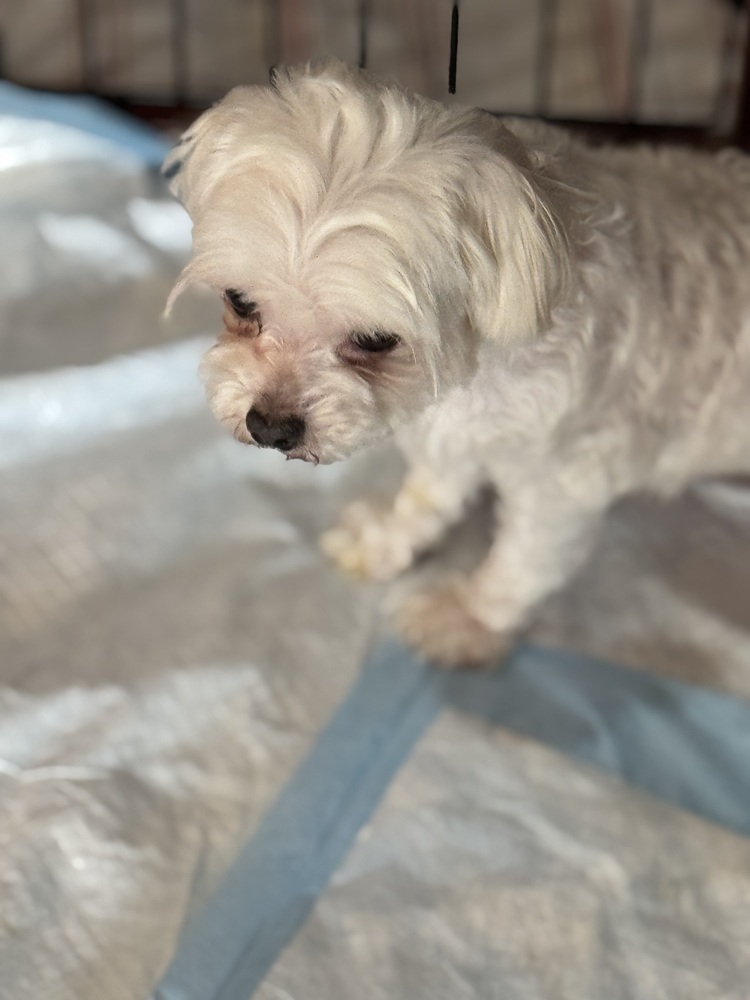 Maltese - Magner