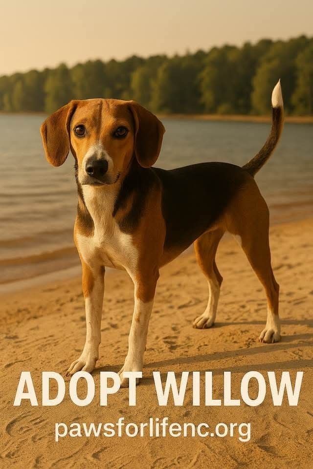 Willow