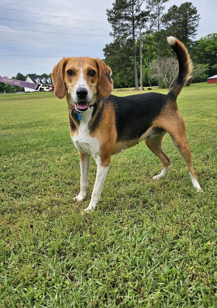 Willow