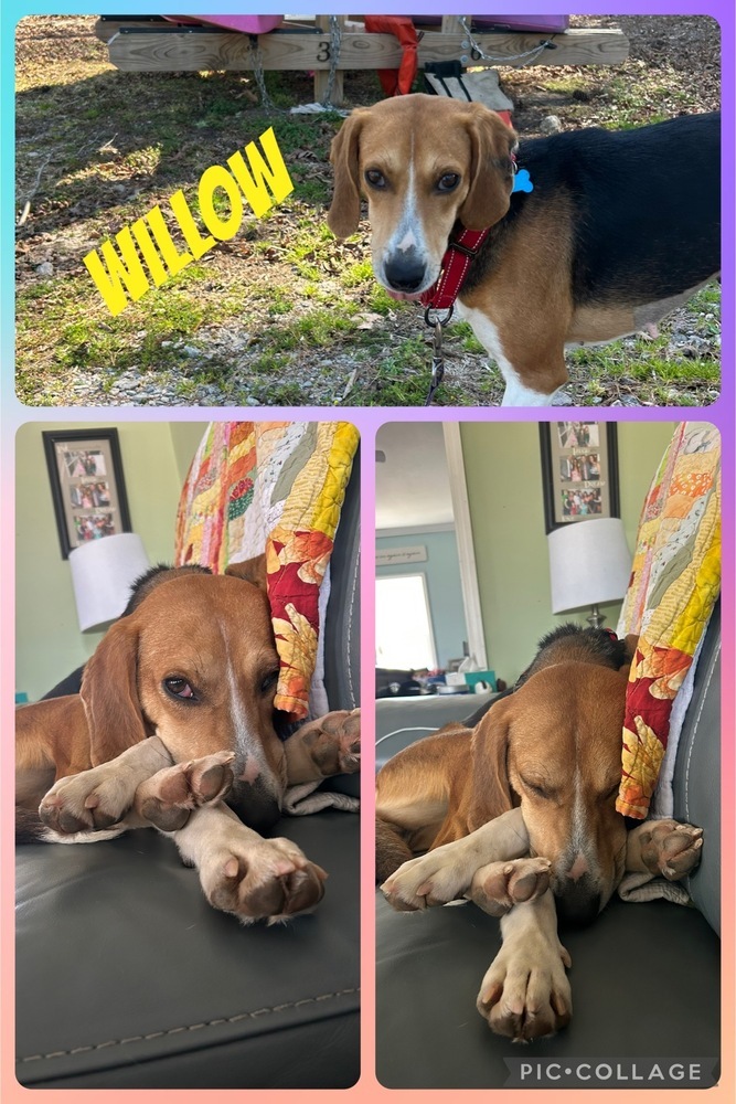 Willow