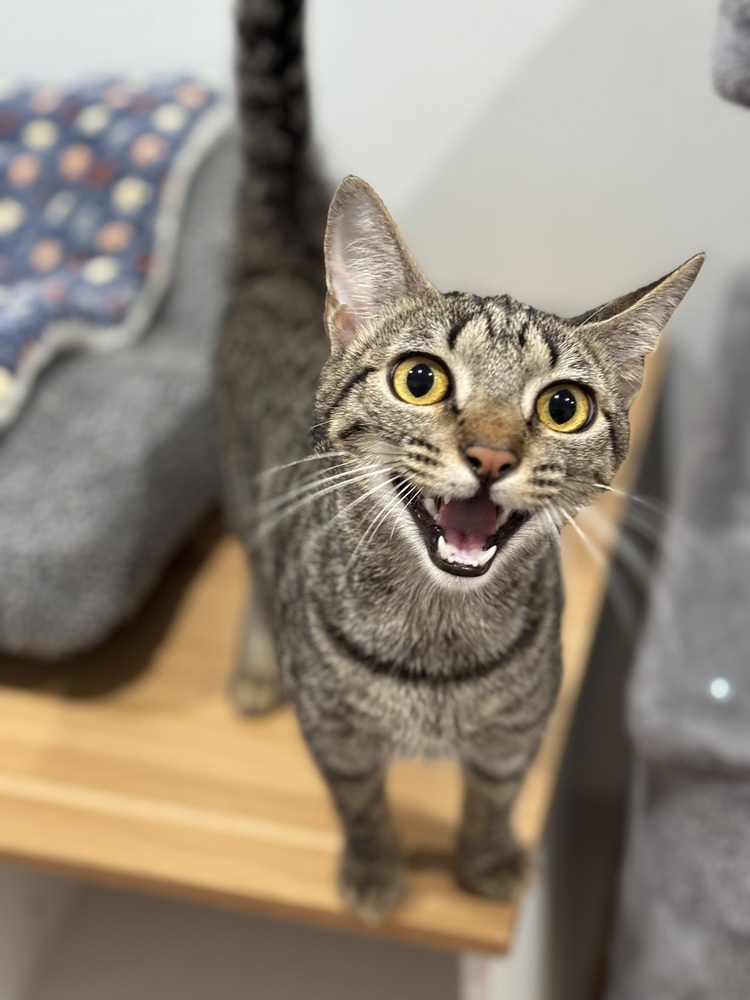 Willy Meowson
