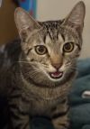 Willy Meowson photo 4
