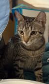 Willy Meowson photo 5
