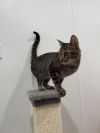 Willy Meowson photo 6