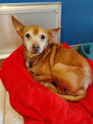 Lizzy, Senior Female unknown