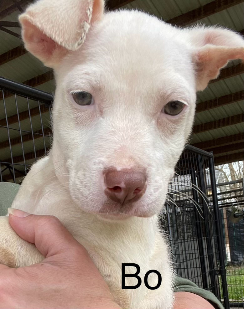 Bo