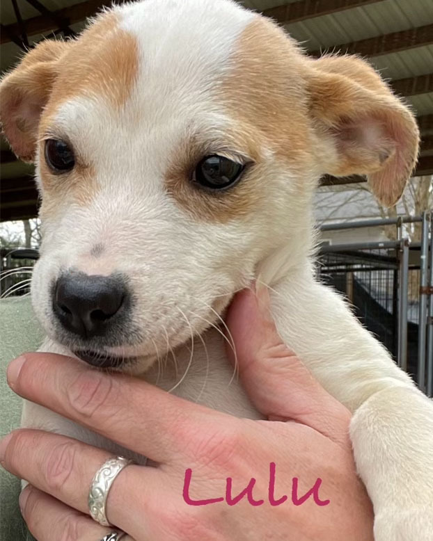 Lulu
