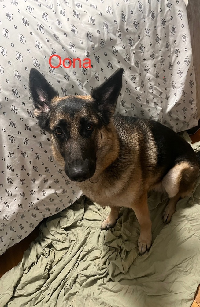 Oona (Courtesy Post), an adoptable German Shepherd Dog in Suamico, WI, 54173 | Photo Image 1