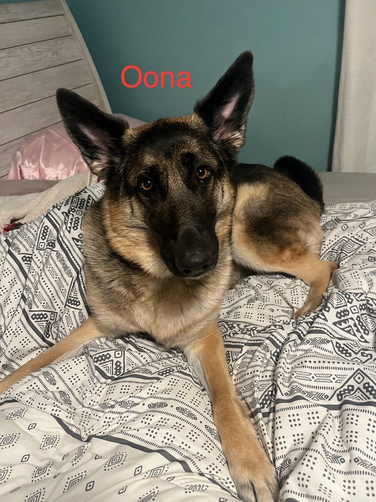 Oona (Courtesy Post), an adoptable German Shepherd Dog in Suamico, WI, 54173 | Photo Image 2
