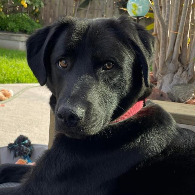 Campbell - Adopted!