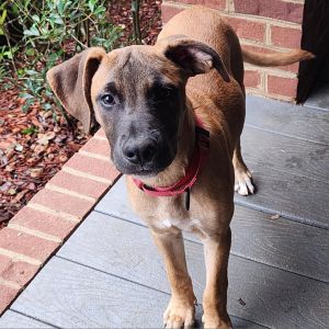 Caiden Hound Dog