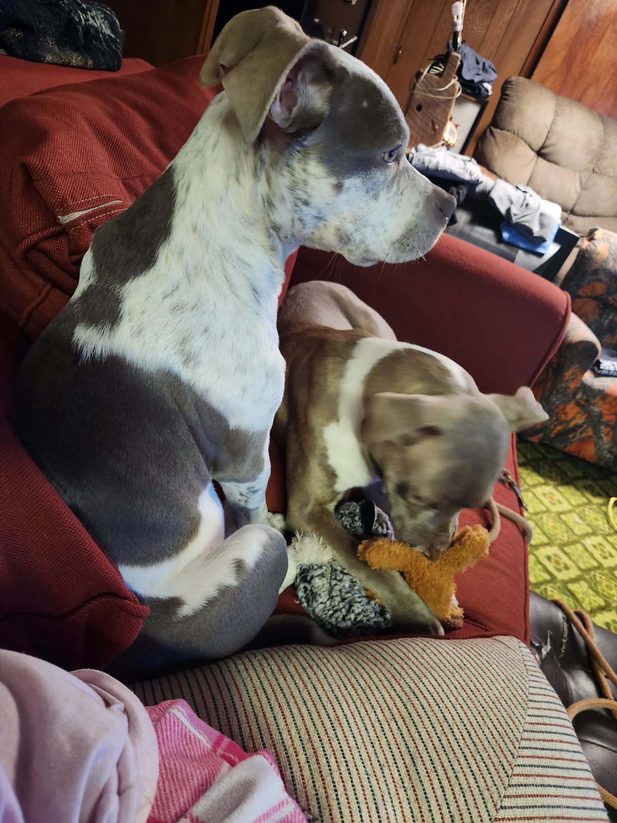 Goose