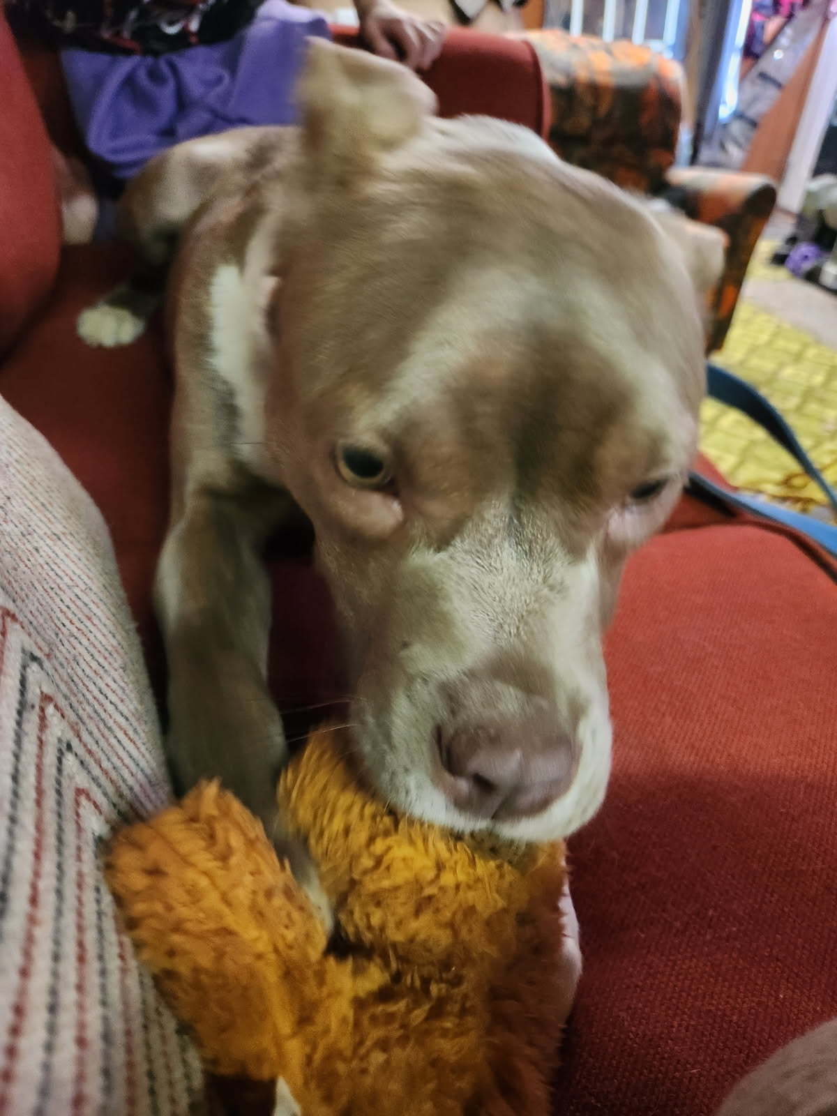 Goose