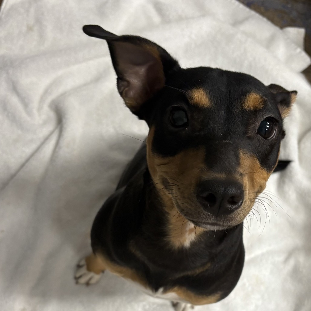 Makaha, an adoptable Mixed Breed in Wahiawa, HI, 96786 | Photo Image 1