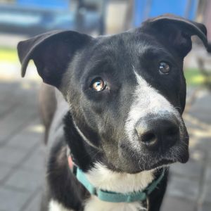 Cody Mixed Breed Dog