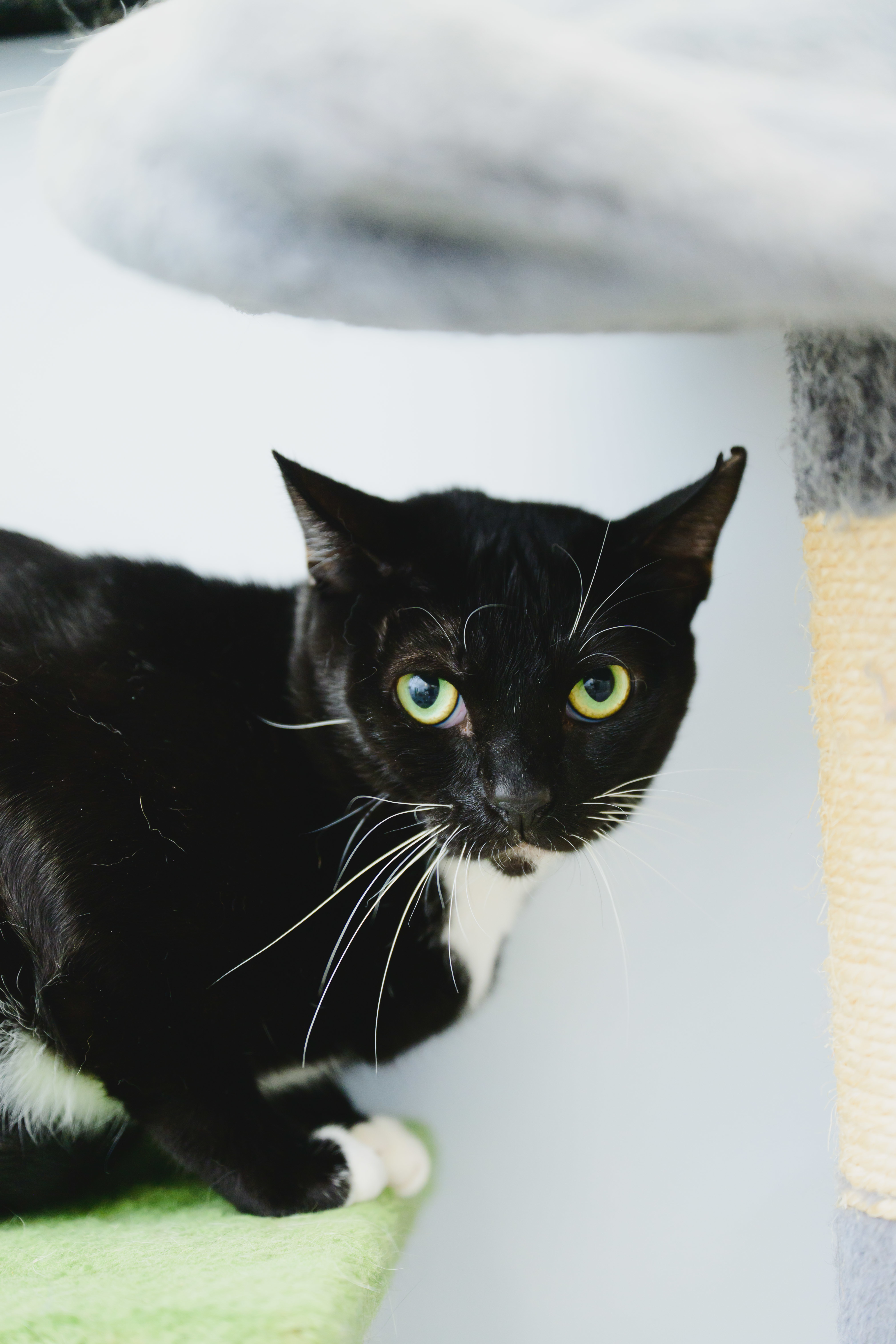 Baron, an adoptable Domestic Short Hair in Honolulu, HI, 96826 | Photo Image 1