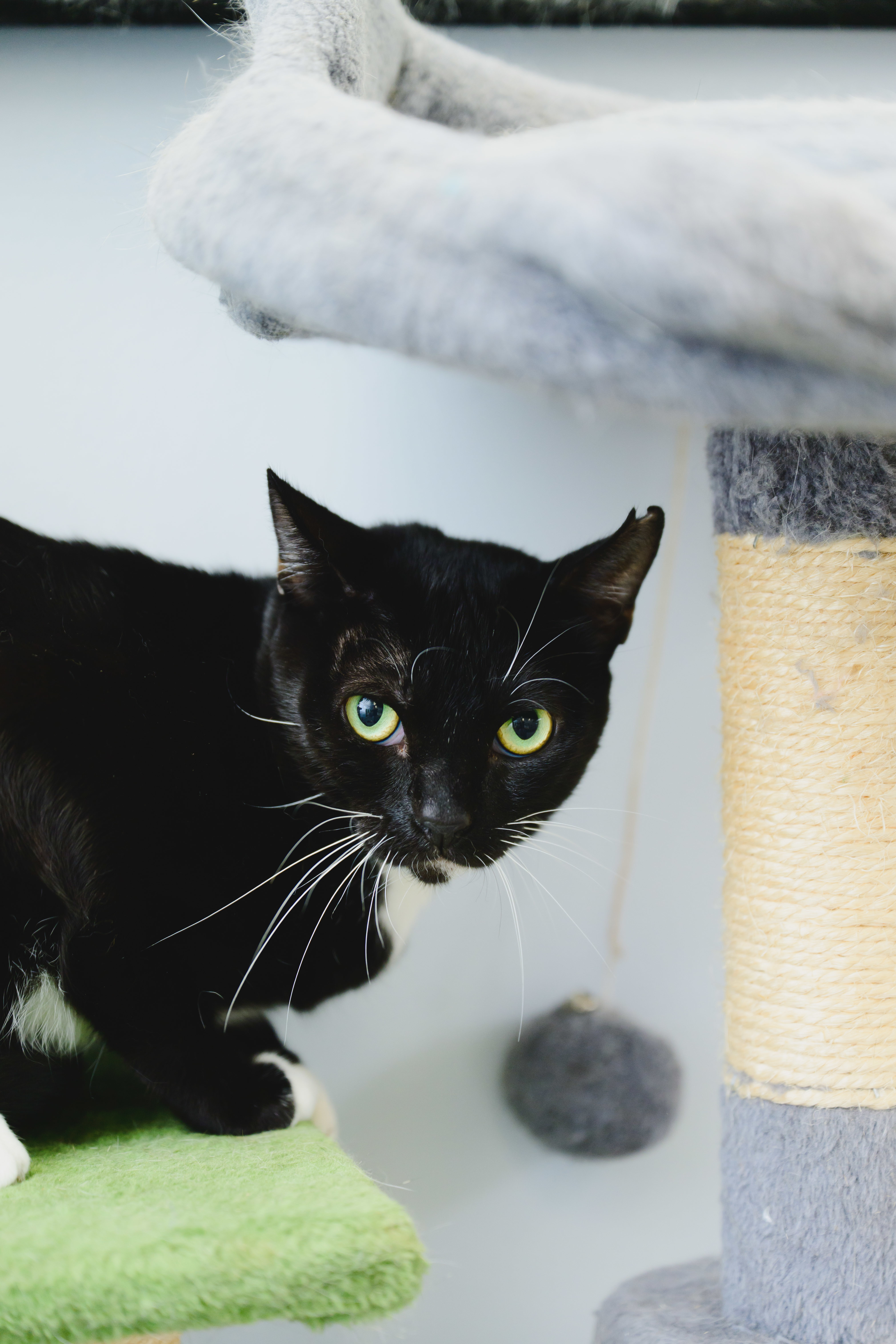 Baron, an adoptable Domestic Short Hair in Honolulu, HI, 96826 | Photo Image 2