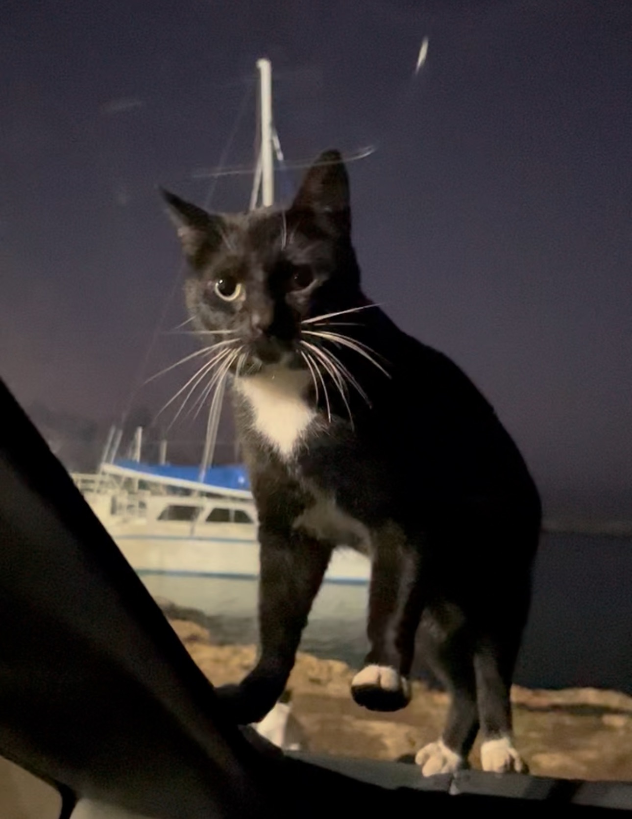 Baron, an adoptable Domestic Short Hair in Honolulu, HI, 96826 | Photo Image 3