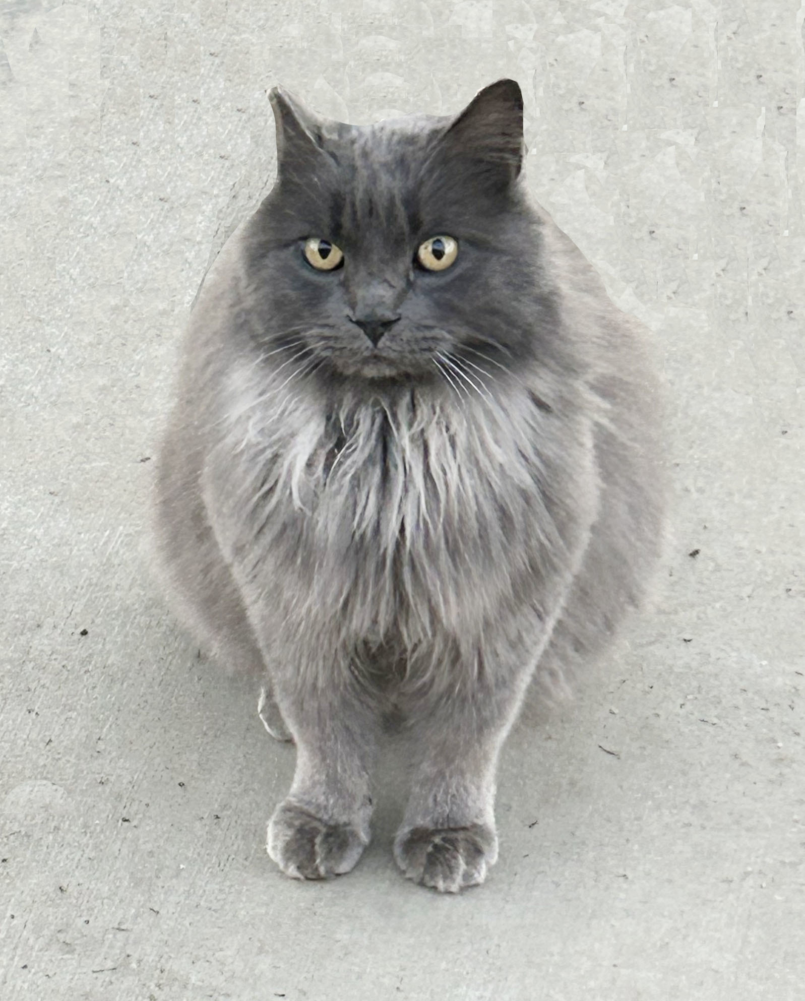 Thor, an adoptable Nebelung, Domestic Long Hair in Walnut Creek, CA, 94596 | Photo Image 1