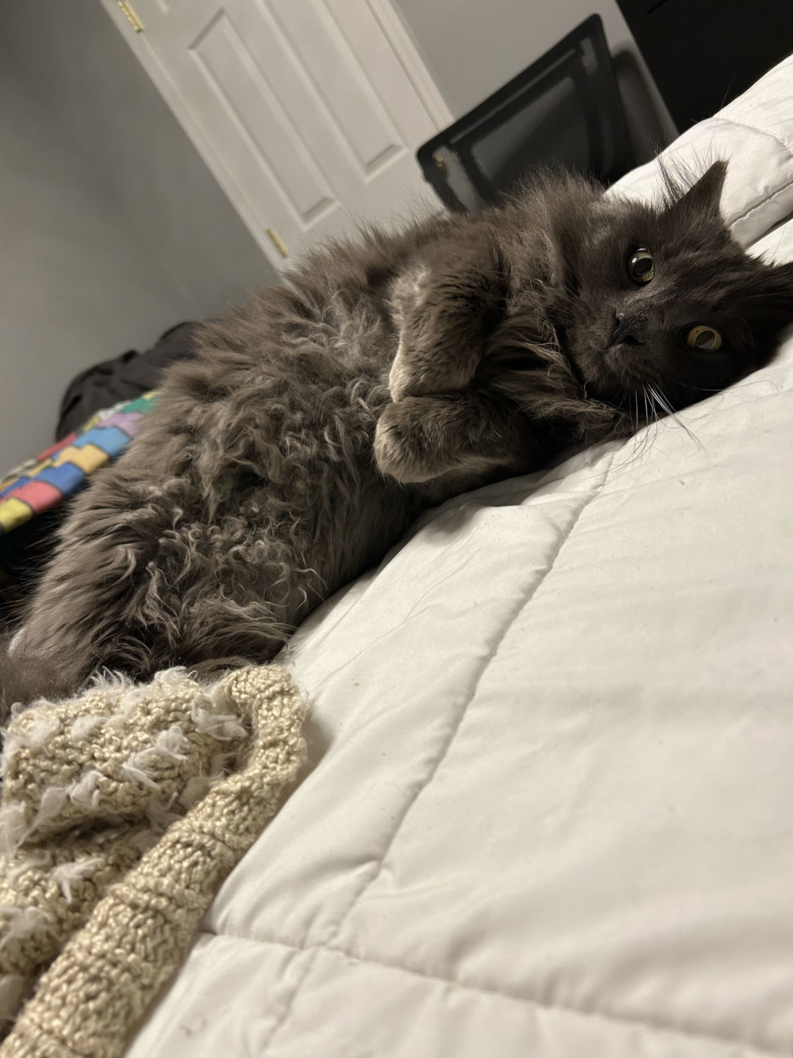 Thor, an adoptable Nebelung, Domestic Long Hair in Walnut Creek, CA, 94596 | Photo Image 2