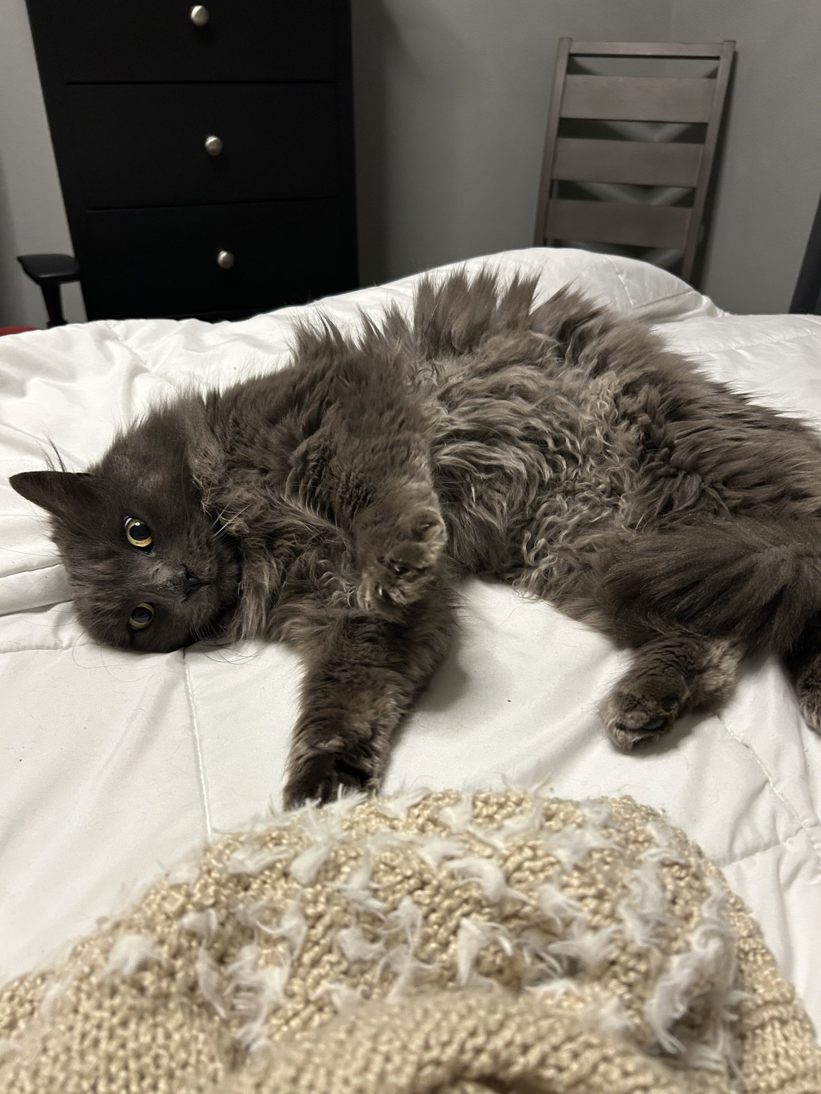 Thor, an adoptable Nebelung, Domestic Long Hair in Walnut Creek, CA, 94596 | Photo Image 3