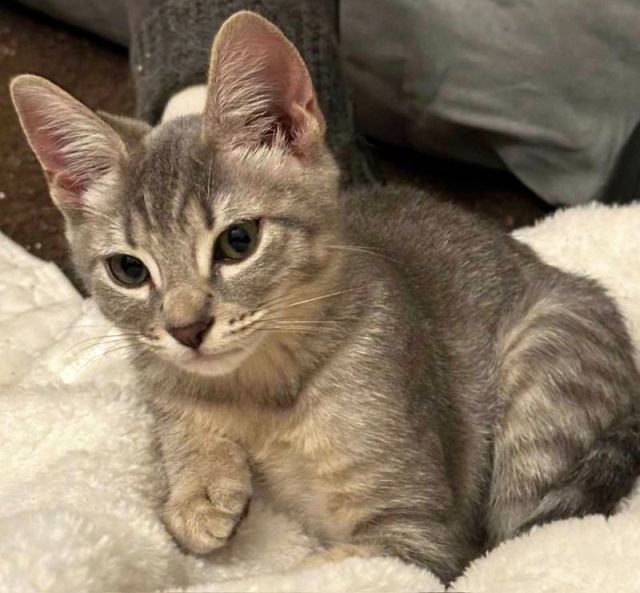 ZIVA