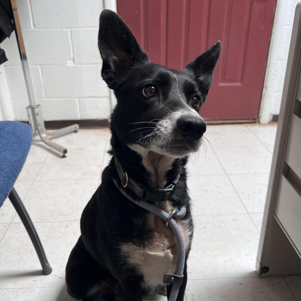 (CCSO) Sammy, an adoptable Cattle Dog in Douglas, AZ, 85607 | Photo Image 1