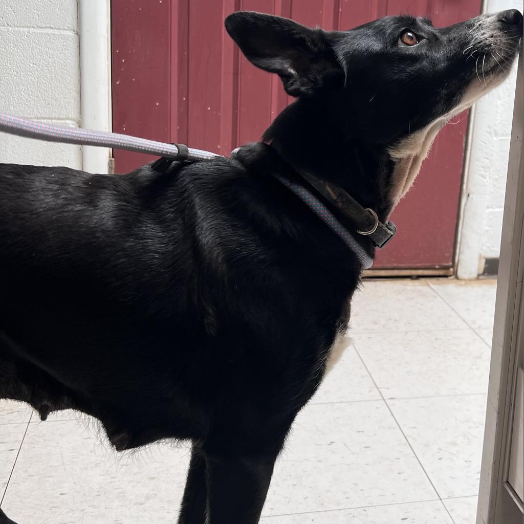 (CCSO) Sammy, an adoptable Cattle Dog in Douglas, AZ, 85607 | Photo Image 2