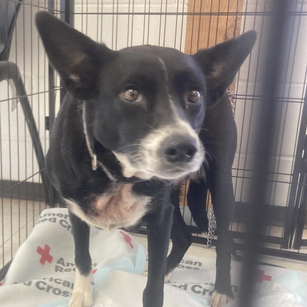 (CCSO) Sammy, an adoptable Cattle Dog in Douglas, AZ, 85607 | Photo Image 3