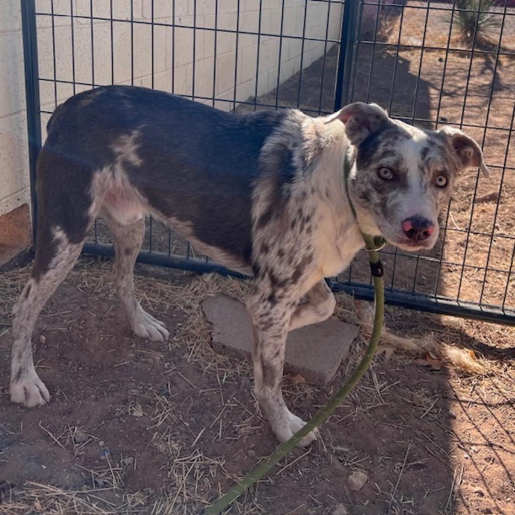 (CCSO) Marlo, an adoptable Australian Cattle Dog / Blue Heeler in Douglas, AZ, 85607 | Photo Image 2
