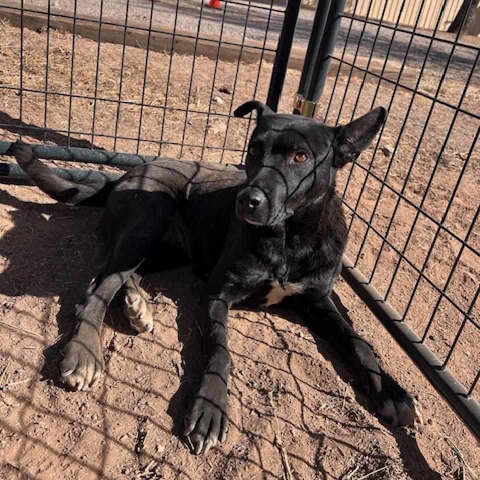 (COD) Bonnie, an adoptable Black Labrador Retriever in Douglas, AZ, 85607 | Photo Image 2