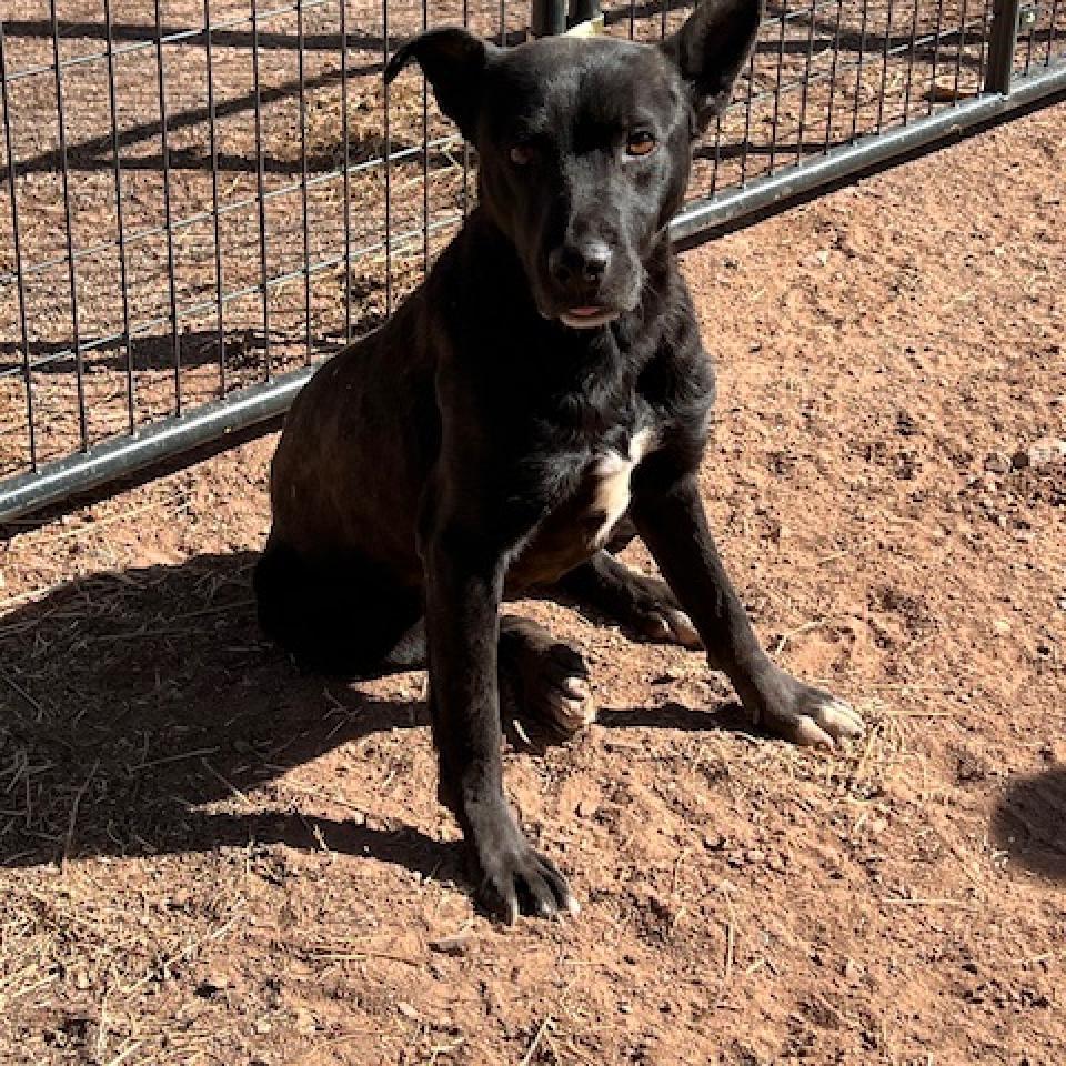 (COD) Bonnie, an adoptable Black Labrador Retriever in Douglas, AZ, 85607 | Photo Image 3