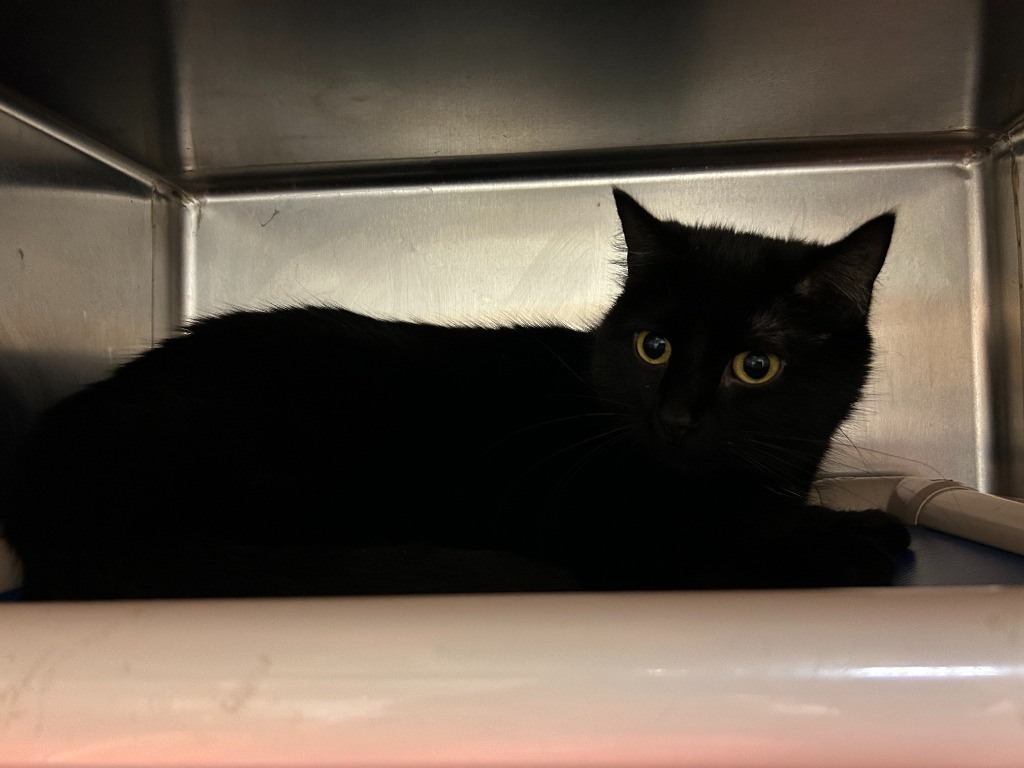Midnight, an adoptable Domestic Medium Hair in Elbow Lake, MN, 56531 | Photo Image 1