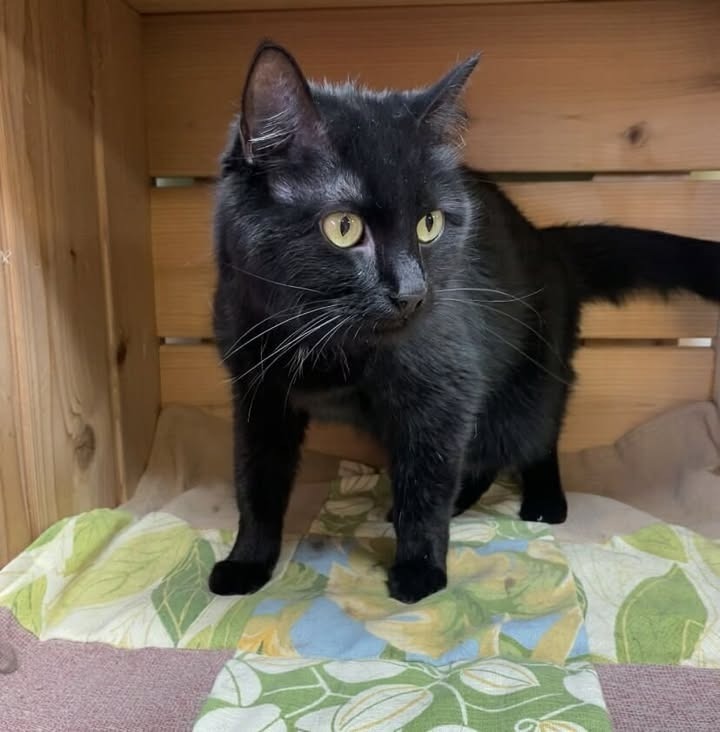 Midnight, an adoptable Domestic Medium Hair in Elbow Lake, MN, 56531 | Photo Image 2