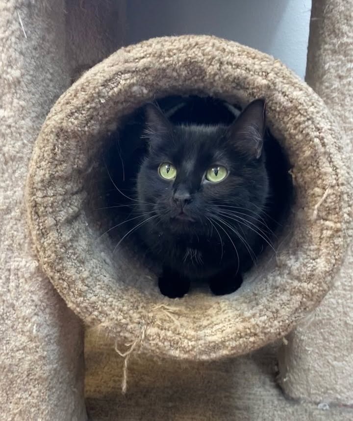 Midnight, an adoptable Domestic Medium Hair in Elbow Lake, MN, 56531 | Photo Image 3