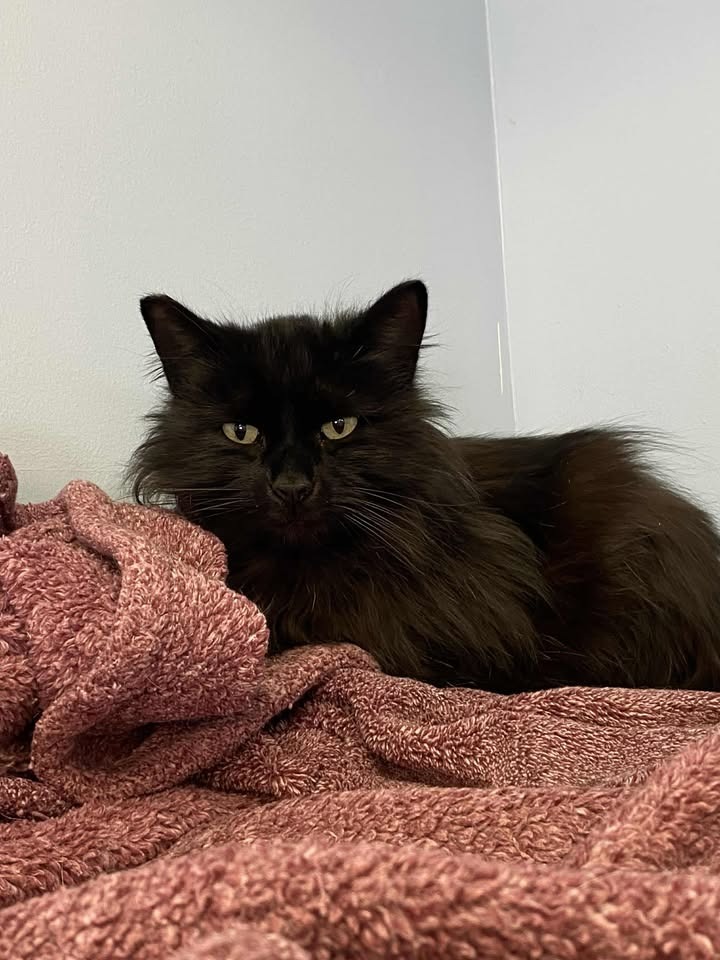 Jasper, an adoptable Domestic Long Hair in Elbow Lake, MN, 56531 | Photo Image 1