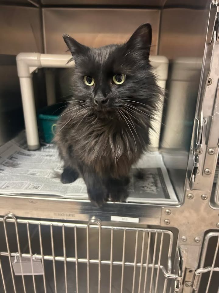 Jasper, an adoptable Domestic Long Hair in Elbow Lake, MN, 56531 | Photo Image 2