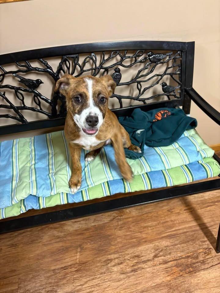 Kodi, an adoptable Boxer in Elbow Lake, MN, 56531 | Photo Image 1