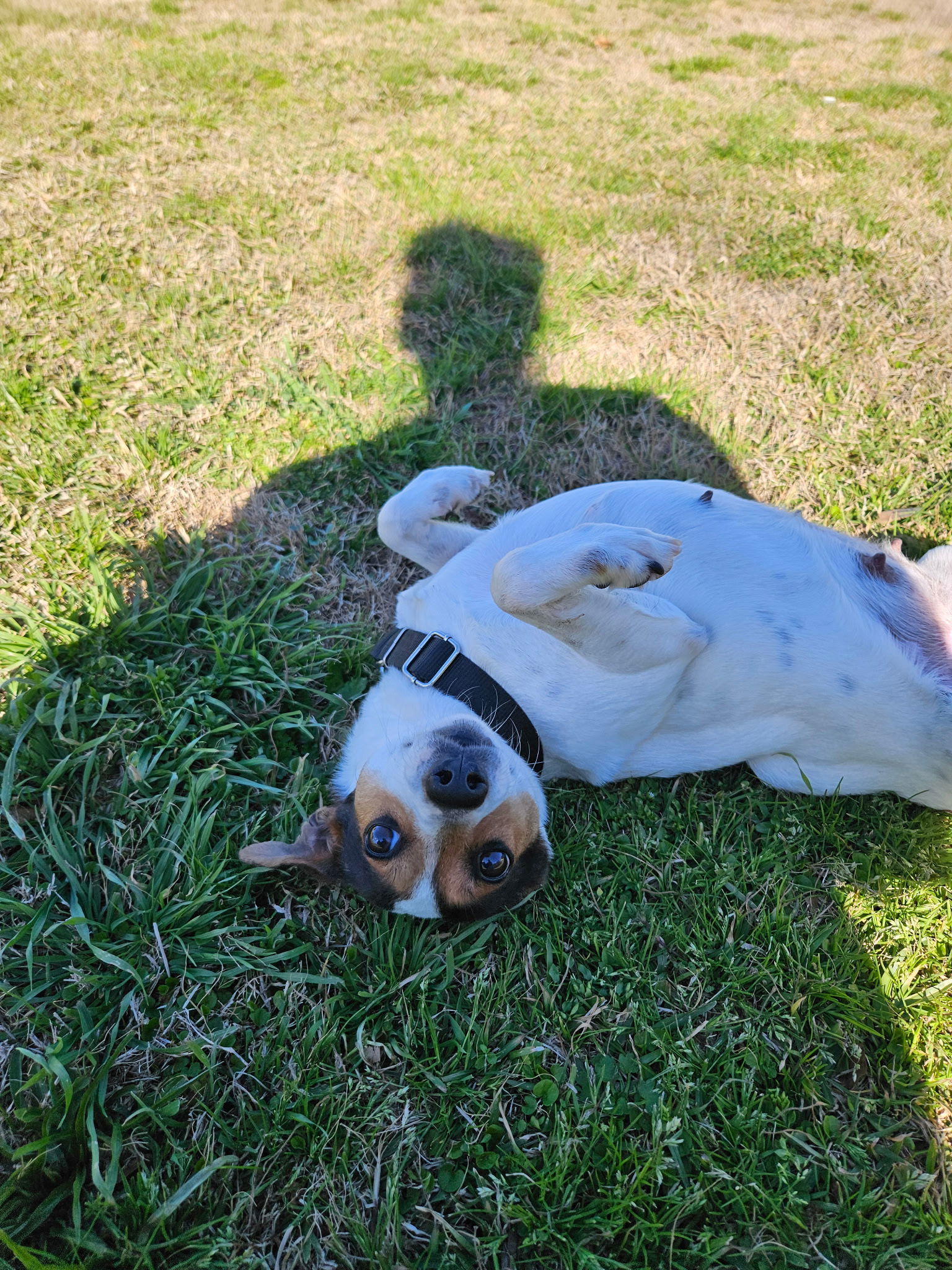 Gigi - Gorgeous Girl!