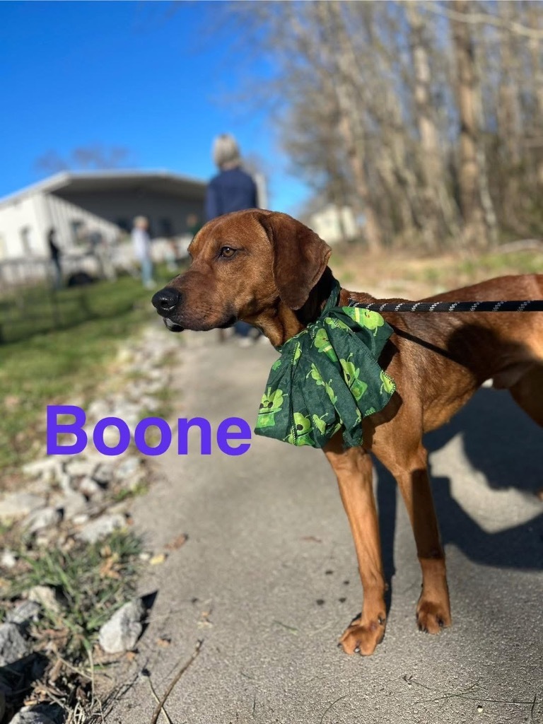 Boone