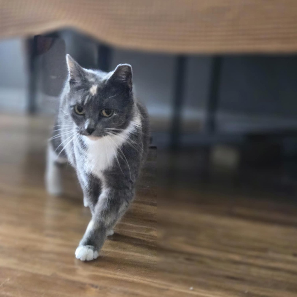 Beans, an adoptable Domestic Short Hair in Wichita, KS, 67208 | Photo Image 1