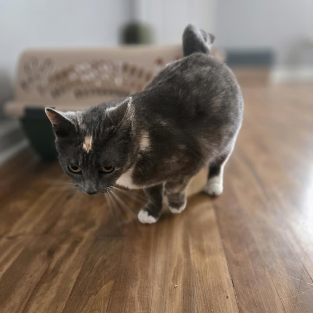 Beans, an adoptable Domestic Short Hair in Wichita, KS, 67208 | Photo Image 2
