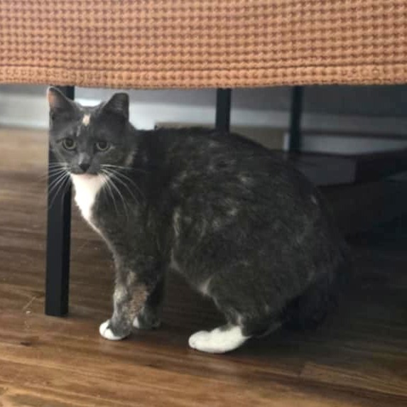 Beans, an adoptable Domestic Short Hair in Wichita, KS, 67208 | Photo Image 4