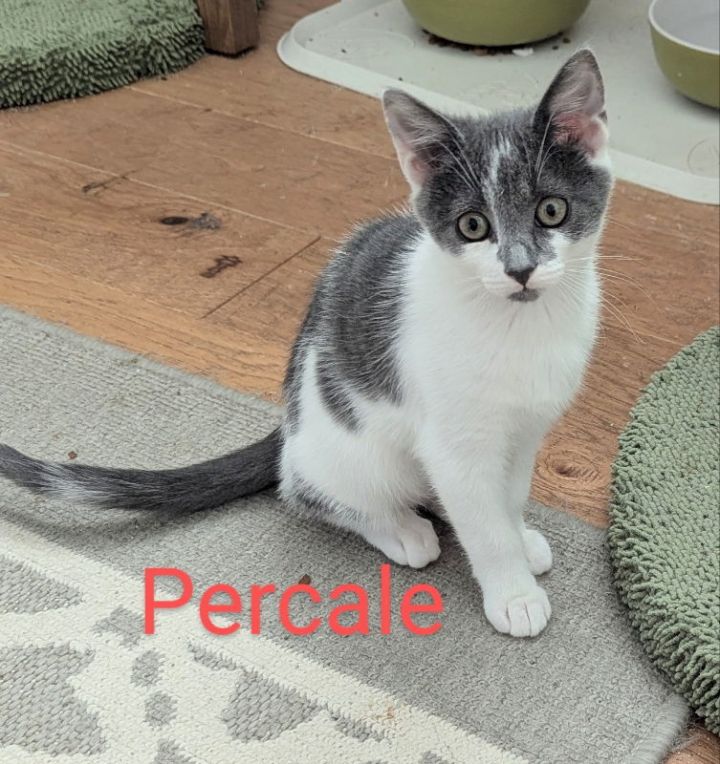 Percale 3