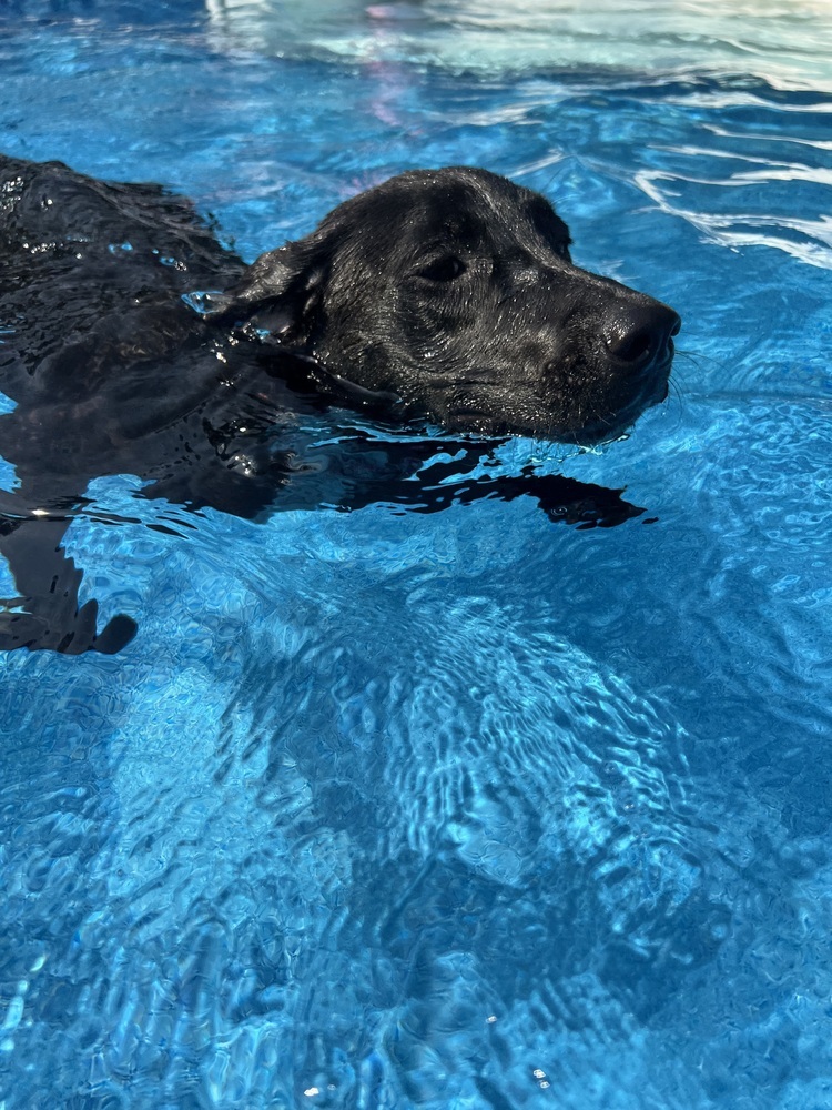 Pup Lilly