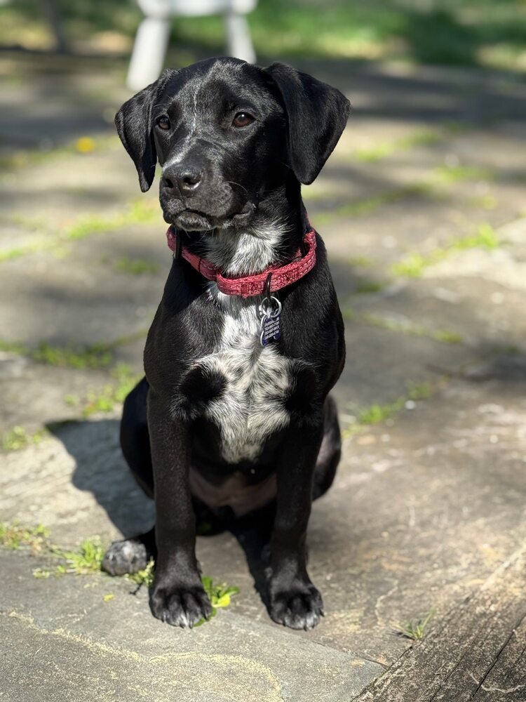 Pup Lilly