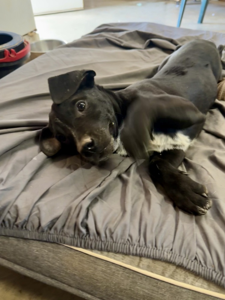 Pup Lilly